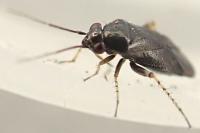 Chlamydatus pullus