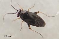Chlamydatus pullus