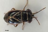 Geocoris grylloides
