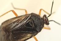 Bothynotus pilosus