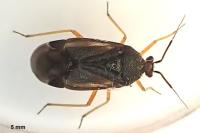 Bothynotus pilosus