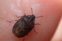 Podops inunctus