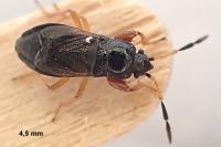 Megalonotus antennatus