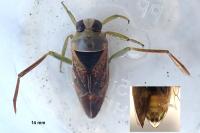 Notonecta maculata