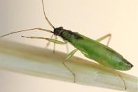 Teratocoris antennatus