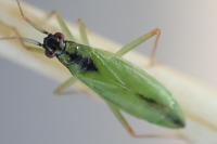 Teratocoris antennatus