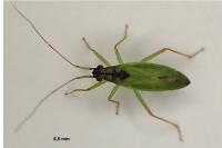 Teratocoris antennatus