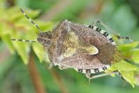 Dolycoris baccarum