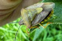 Carpocoris purpureipennis