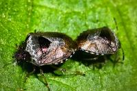 Stagonomus venustissimus