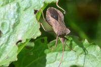 Coreus marginatus