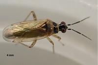 Dicyphus globulifer