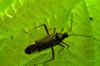 Miris striatus