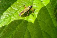 Miris striatus