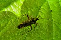 Miris striatus