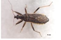 Himacerus major