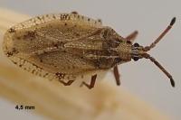 Catoplatus fabricii