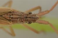 Notostira elongata
