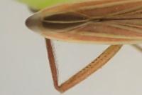 Notostira elongata