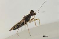 Leptopus marmoratus