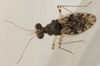 Leptopus marmoratus