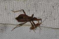 Himacerus apterus