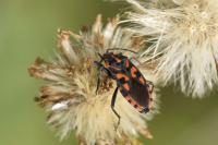 Spilostethus saxatilis