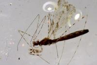 Empicoris culiciformis