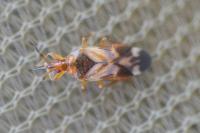Anthocoris visci
