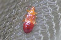 Anthocoris visci