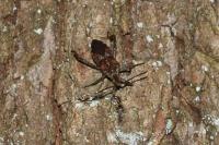 Leptoglossus occidentalis
