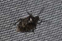 Rhaphigaster nebulosa