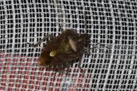 Dolycoris baccarum