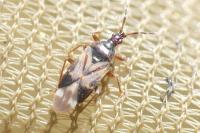 Anthocoris nemoralis