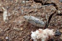 Nysius senecionis