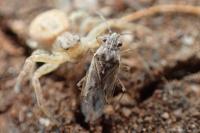 Nysius senecionis