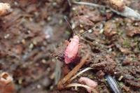 Orthotylus rubidus