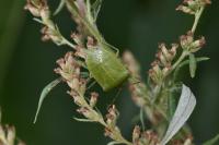 Nezara viridula