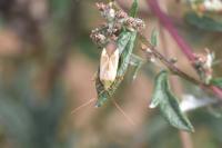Adelphocoris lineolatus