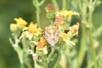 Carpocoris purpureipennis