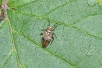 Lygus rugulipennis