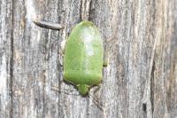 Nezara viridula