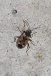 Rhyparochromus vulgaris