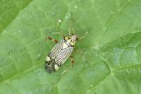 Rhabdomiris striatellus