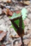 Acanthosoma haemorrhoidale