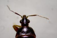 Lyctocoris dimidiatus