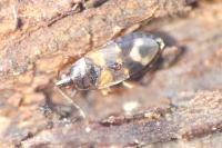 Lyctocoris dimidiatus