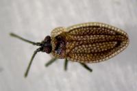 Acalypta marginata