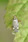 Rhabdomiris striatellus
