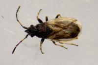 Macroplax preyssleri